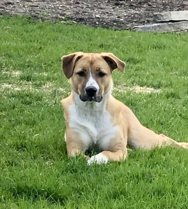 Roo, an Anatolian Shepherd Dog and Border Collie mix tested with EmbarkVet.com