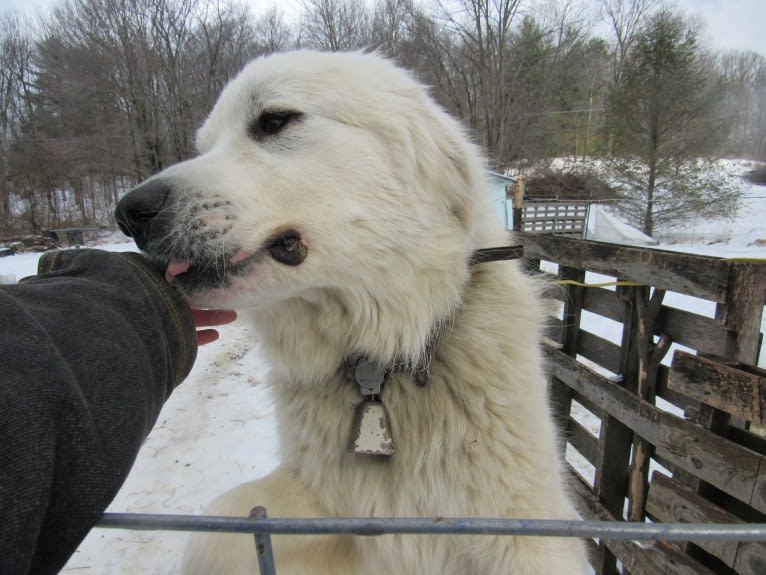 Moose, a Great Pyrenees tested with EmbarkVet.com