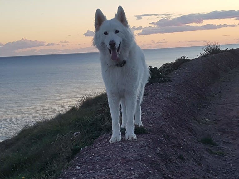 Alaska, a German Shepherd Dog and Akita mix tested with EmbarkVet.com