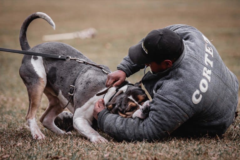 Koda, an American Bully tested with EmbarkVet.com