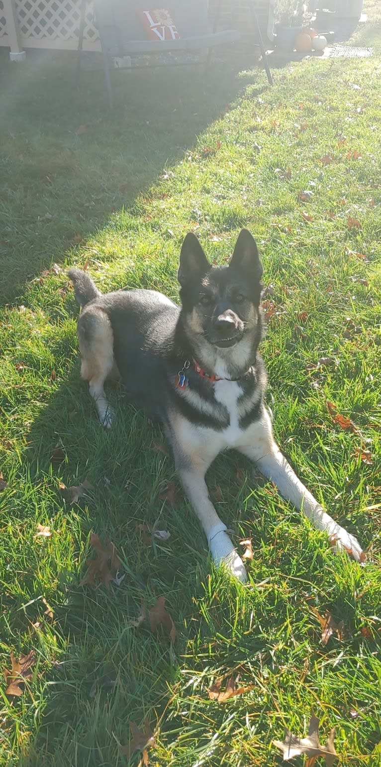 Percy, a German Shepherd Dog and Siberian Husky mix tested with EmbarkVet.com