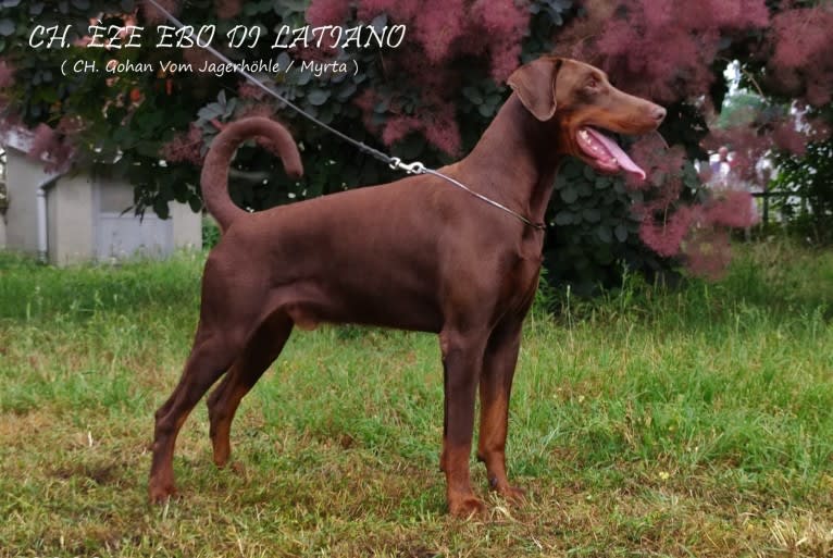 ÈZE EBO DI LATIANO, a Doberman Pinscher tested with EmbarkVet.com