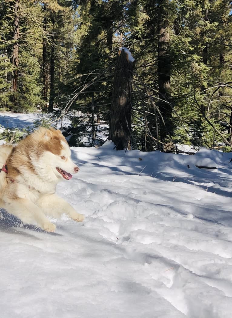 Maizy, a Siberian Husky and Alaskan Malamute mix tested with EmbarkVet.com