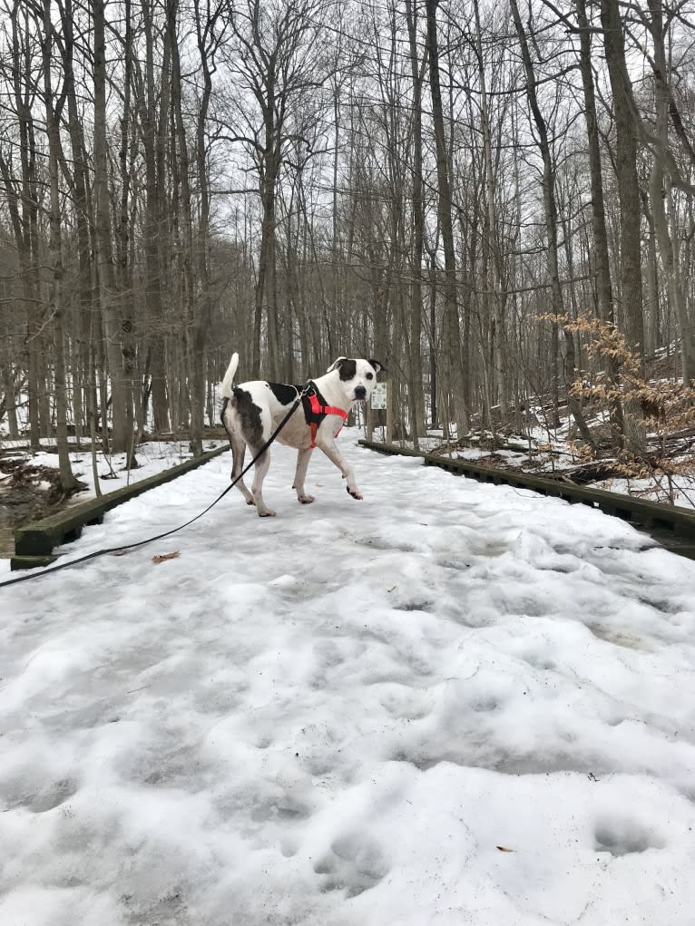 Lucie, an American Pit Bull Terrier and Boxer mix tested with EmbarkVet.com