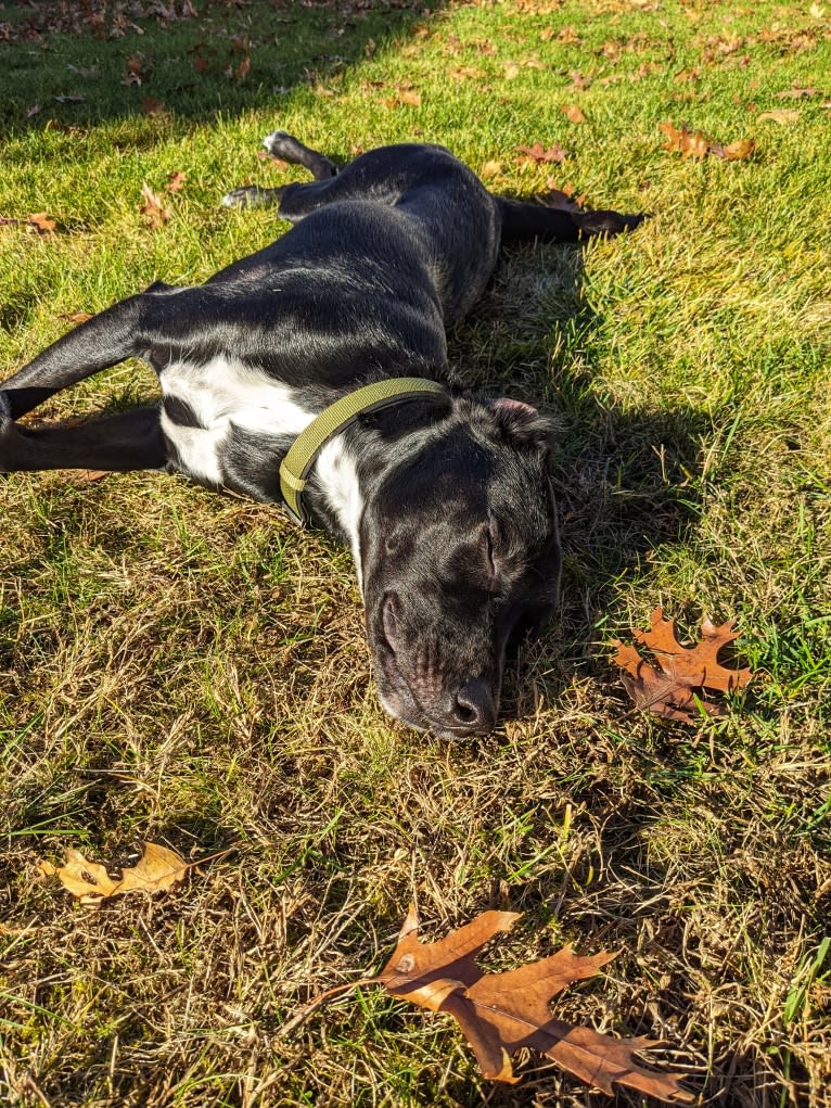 Kopa, an Australian Shepherd and American Pit Bull Terrier mix tested with EmbarkVet.com