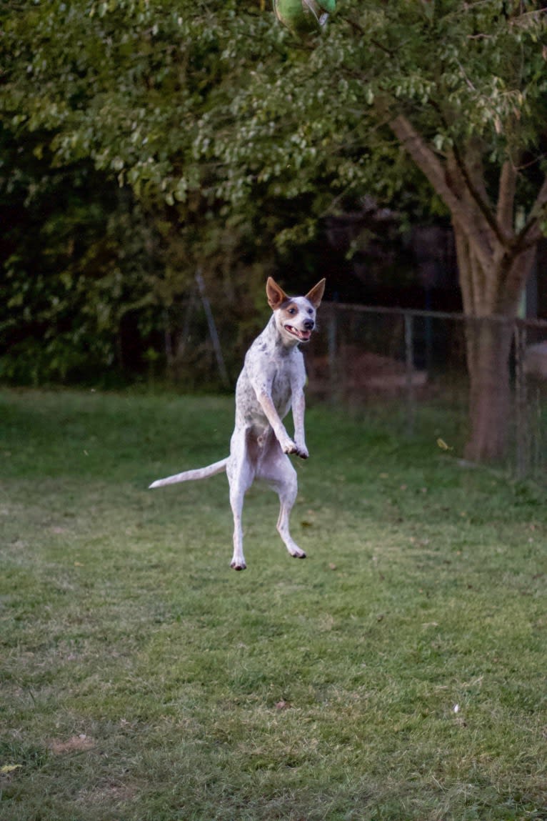 Zero, an Australian Cattle Dog and American Staffordshire Terrier mix tested with EmbarkVet.com