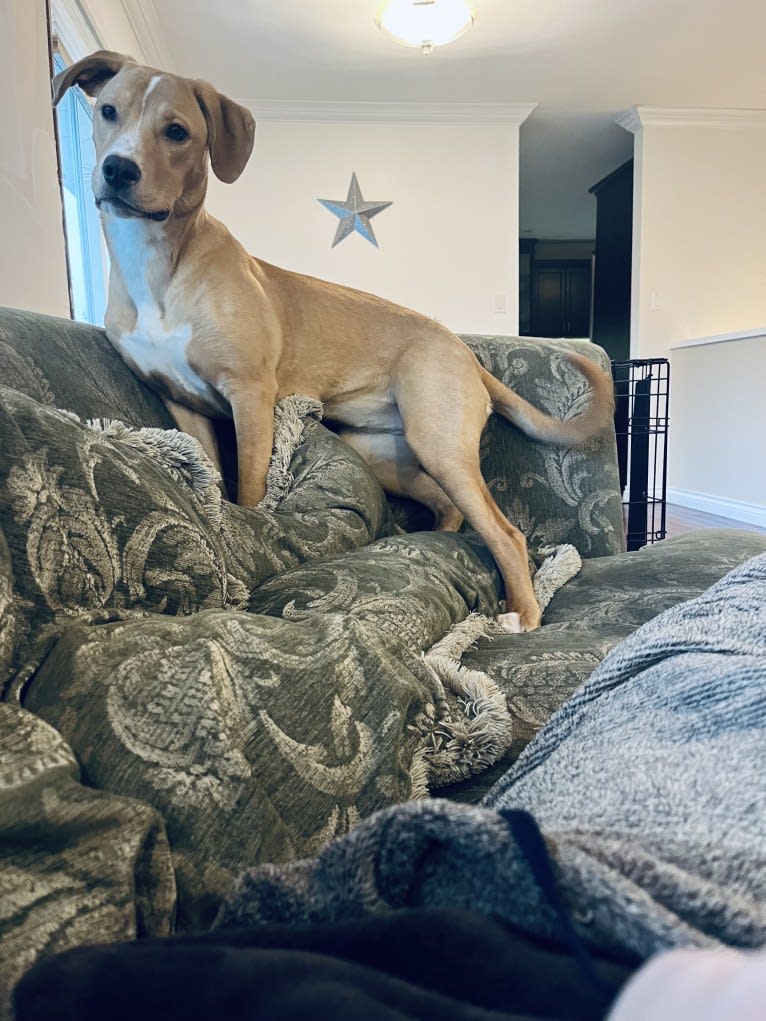 Her name is Sage, an American Bulldog and Labrador Retriever mix tested with EmbarkVet.com