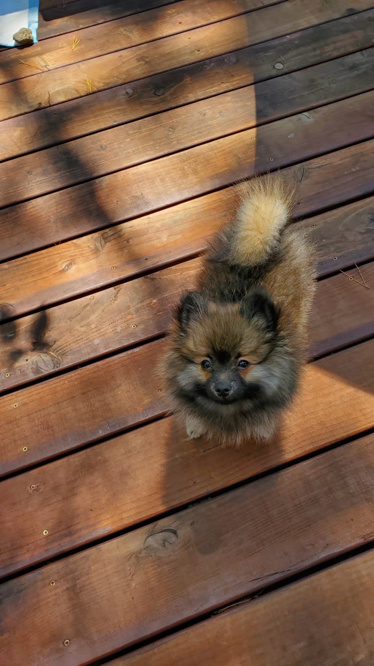 Grizzy, a Pomeranian tested with EmbarkVet.com