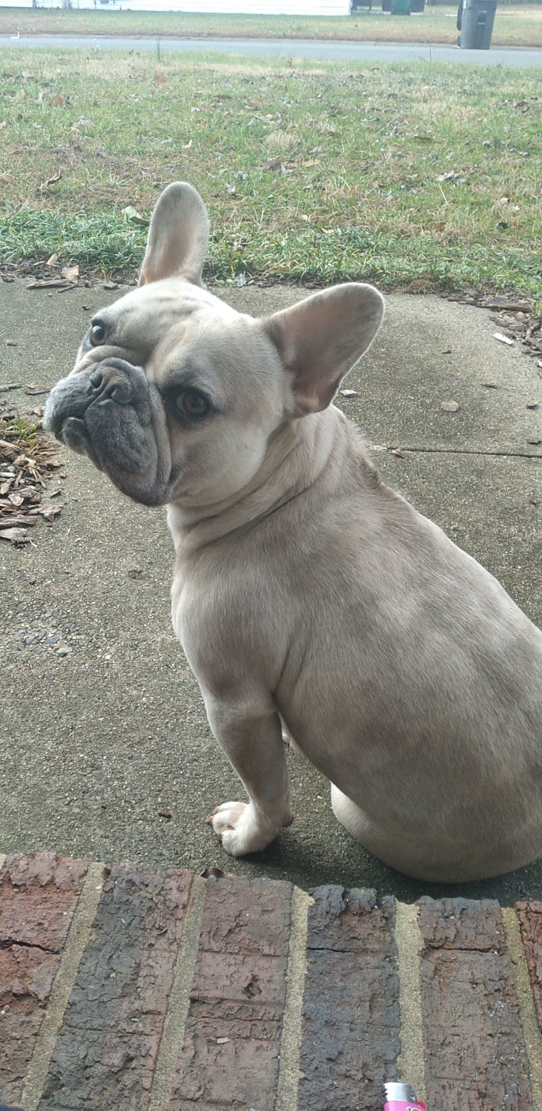 Stella Bean, or Butter Bean, a French Bulldog tested with EmbarkVet.com