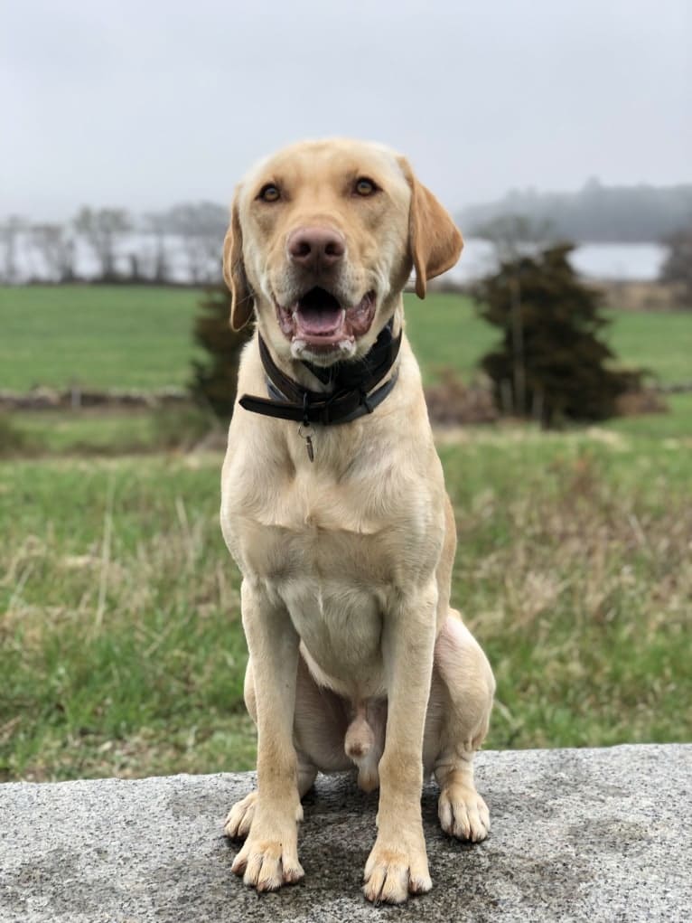 Gus, a Labrador Retriever tested with EmbarkVet.com