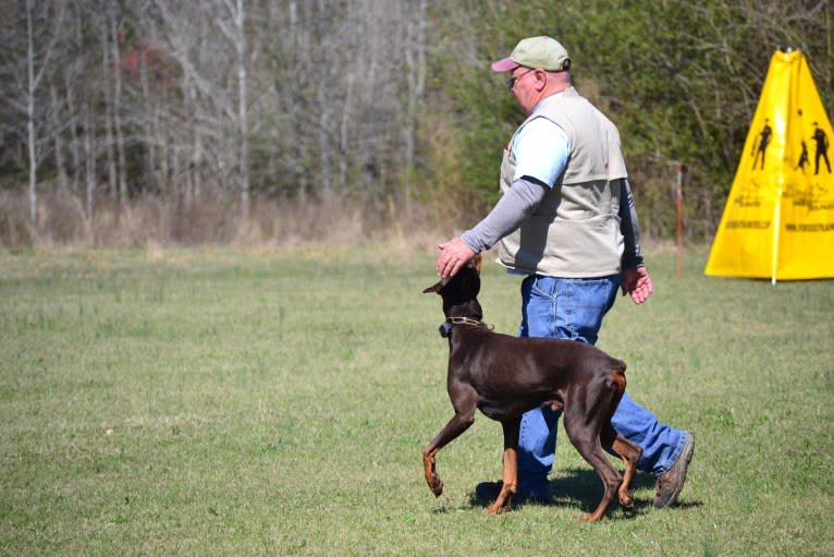 Enzo, a Doberman Pinscher tested with EmbarkVet.com