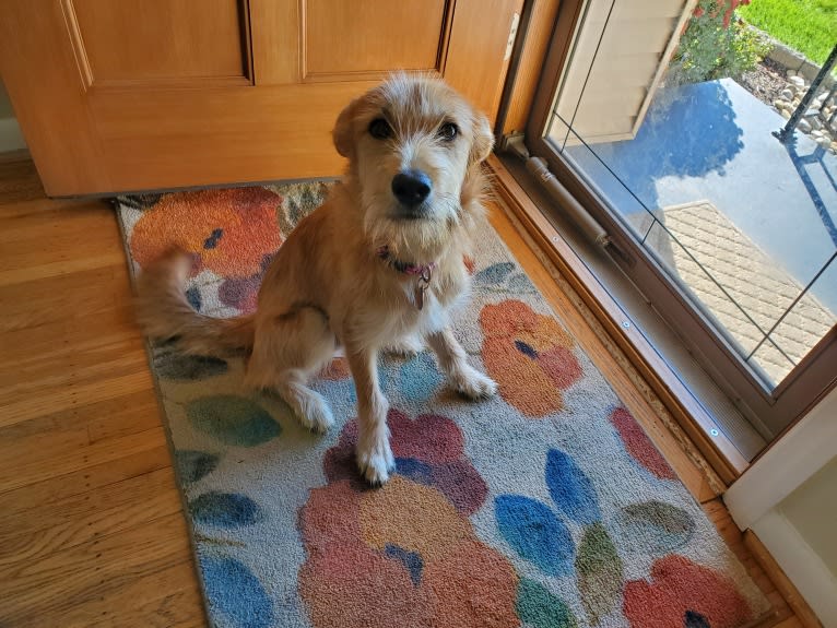 Zoey, a Rat Terrier and Siberian Husky mix tested with EmbarkVet.com