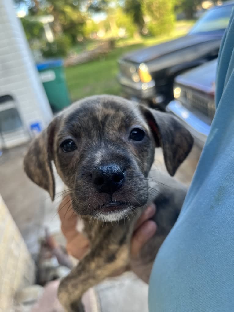 Kiwi, an American Pit Bull Terrier and Chihuahua mix tested with EmbarkVet.com