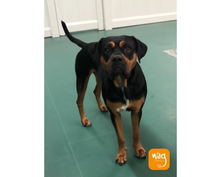 Abi, a Rottweiler and Boxer mix tested with EmbarkVet.com