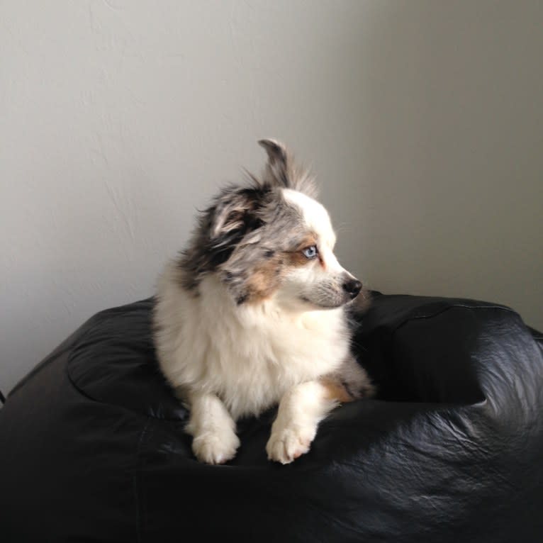 Bentley, an Australian Shepherd tested with EmbarkVet.com