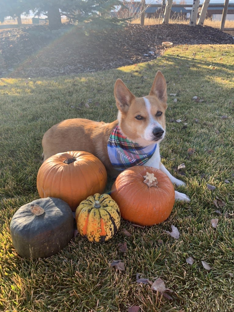 Zach, a Pembroke Welsh Corgi and Chihuahua mix tested with EmbarkVet.com