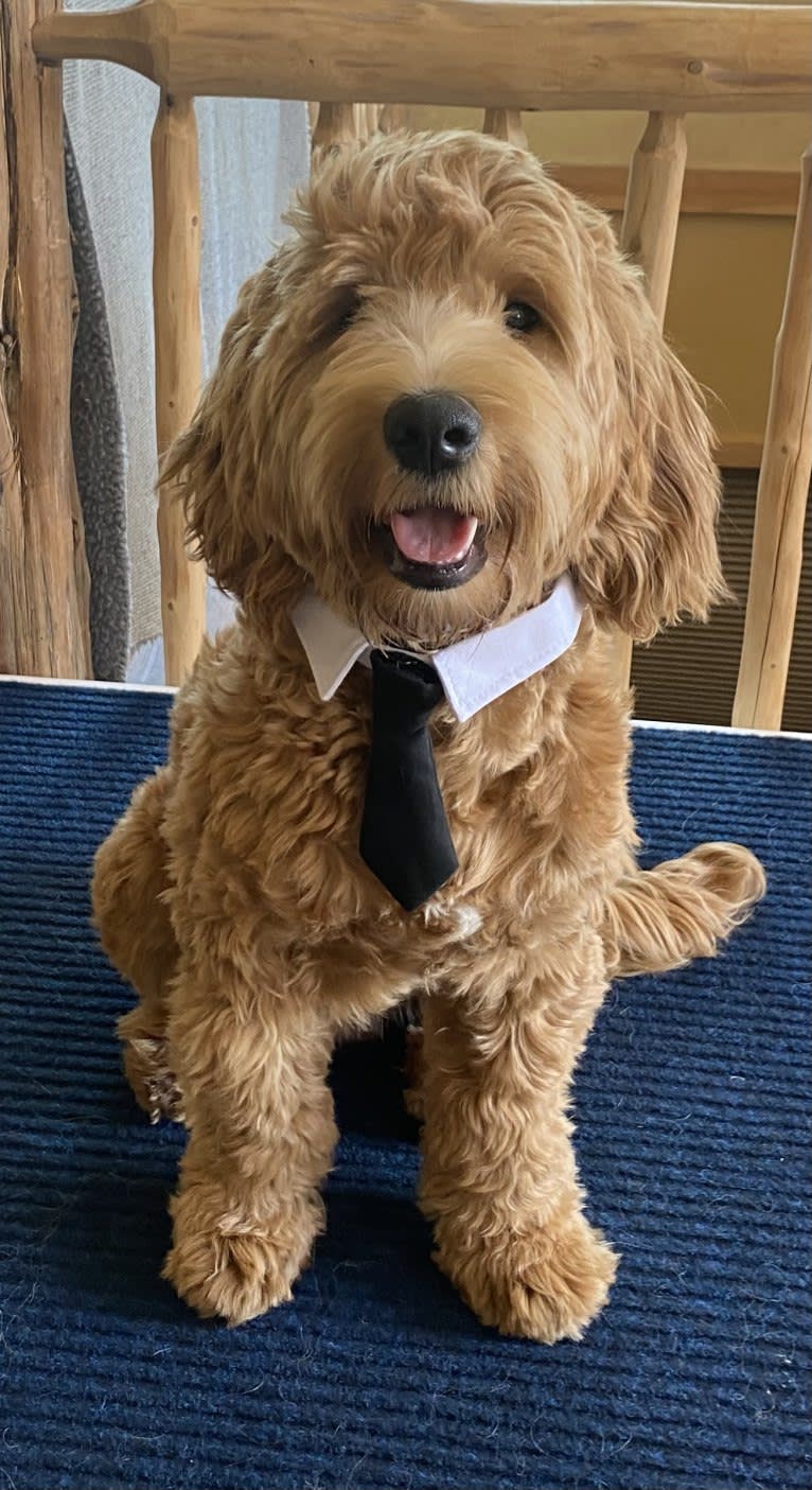 Rocky, a Goldendoodle tested with EmbarkVet.com