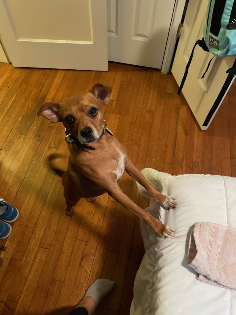 Brookley, a Russell-type Terrier and Chihuahua mix tested with EmbarkVet.com