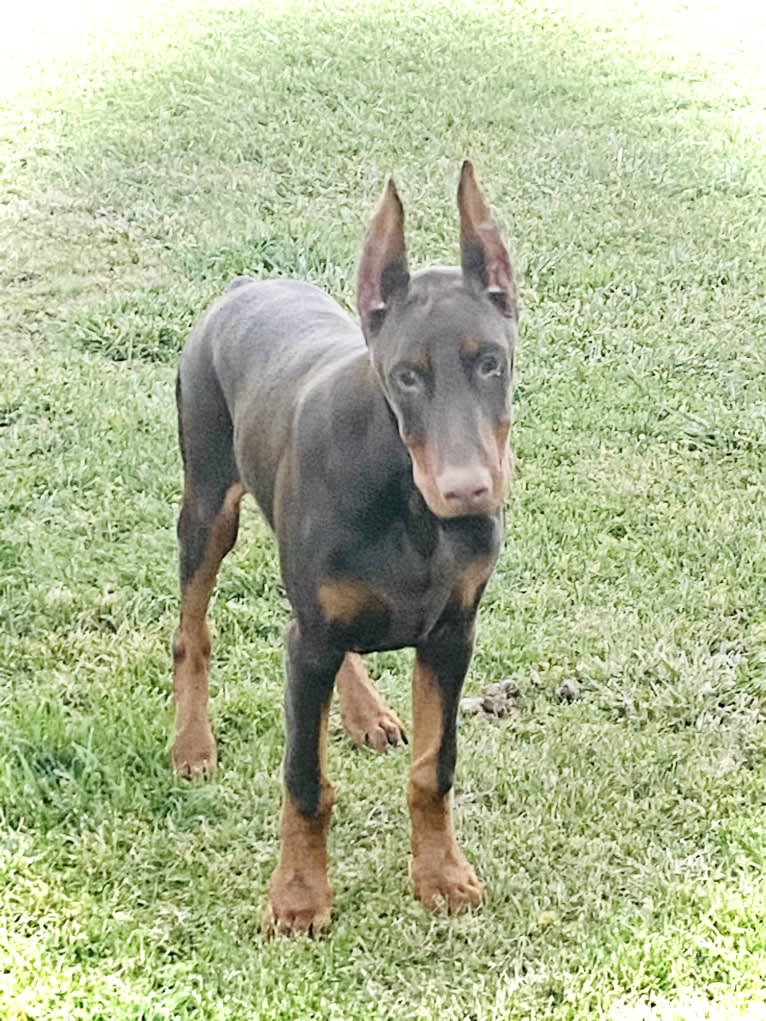 Han's Hatteras Sound, a Doberman Pinscher tested with EmbarkVet.com