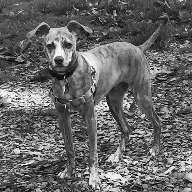 Dodger, a Mountain Cur tested with EmbarkVet.com