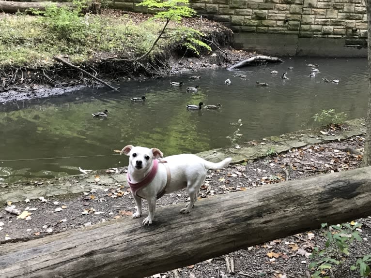 JoJo, a Chihuahua and Russell-type Terrier mix tested with EmbarkVet.com