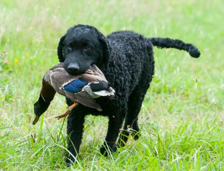 Nitro, a Curly-Coated Retriever tested with EmbarkVet.com