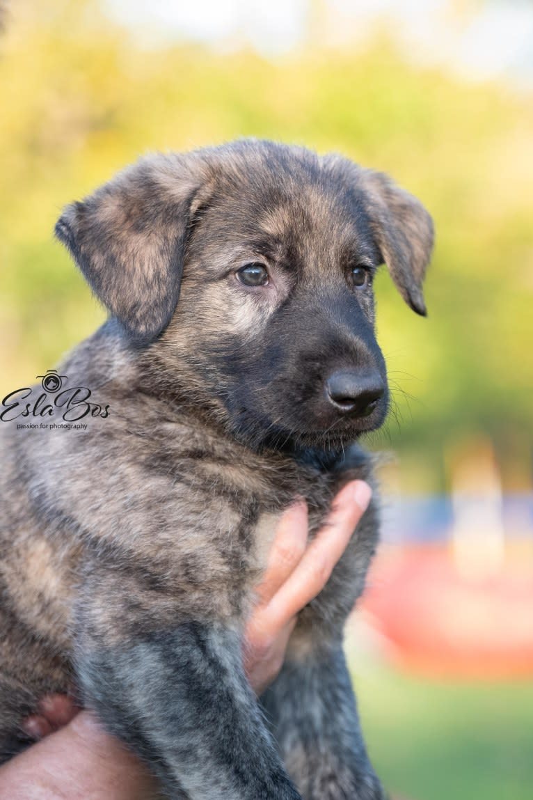 Flynn from Gaia's Den, a German Shepherd Dog and Irish Wolfhound mix tested with EmbarkVet.com