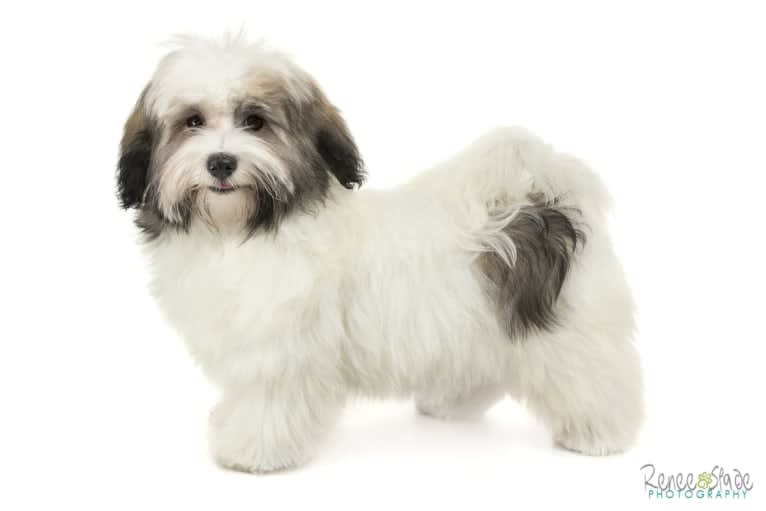 Liam, a Havanese tested with EmbarkVet.com