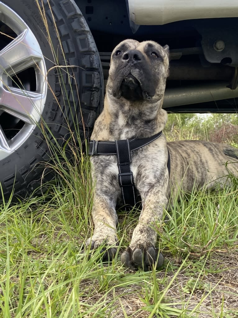 Capoñe, a Perro de Presa Canario tested with EmbarkVet.com