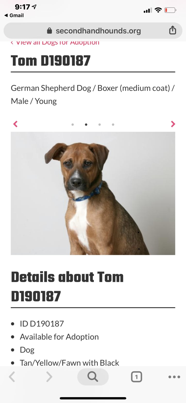 Tom, a Boxer and American Pit Bull Terrier mix tested with EmbarkVet.com
