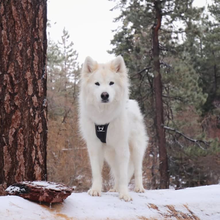 Crazy Loki, a Siberian Husky and Chow Chow mix tested with EmbarkVet.com