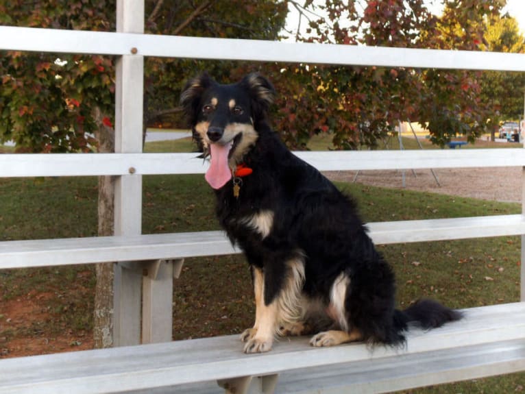 Maple, an English Shepherd tested with EmbarkVet.com