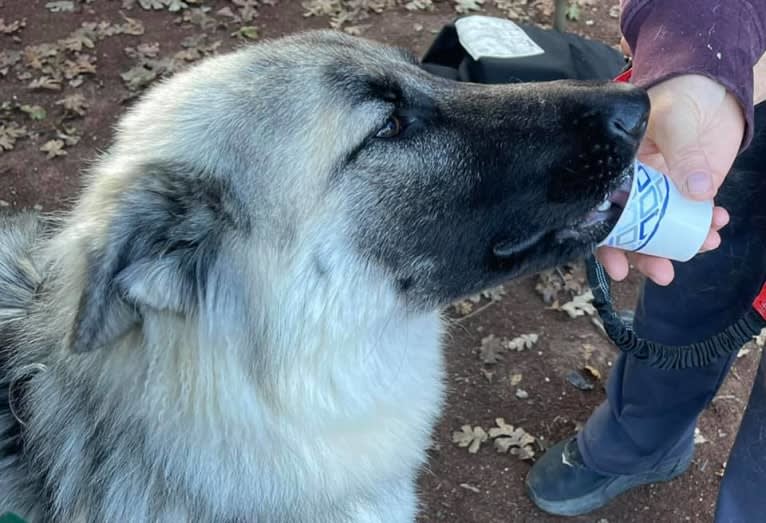 Yuno, a German Shepherd Dog tested with EmbarkVet.com