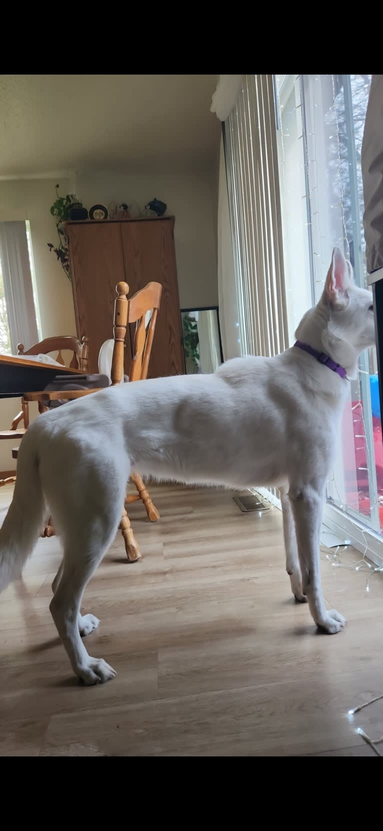 Sundae, a White Shepherd tested with EmbarkVet.com