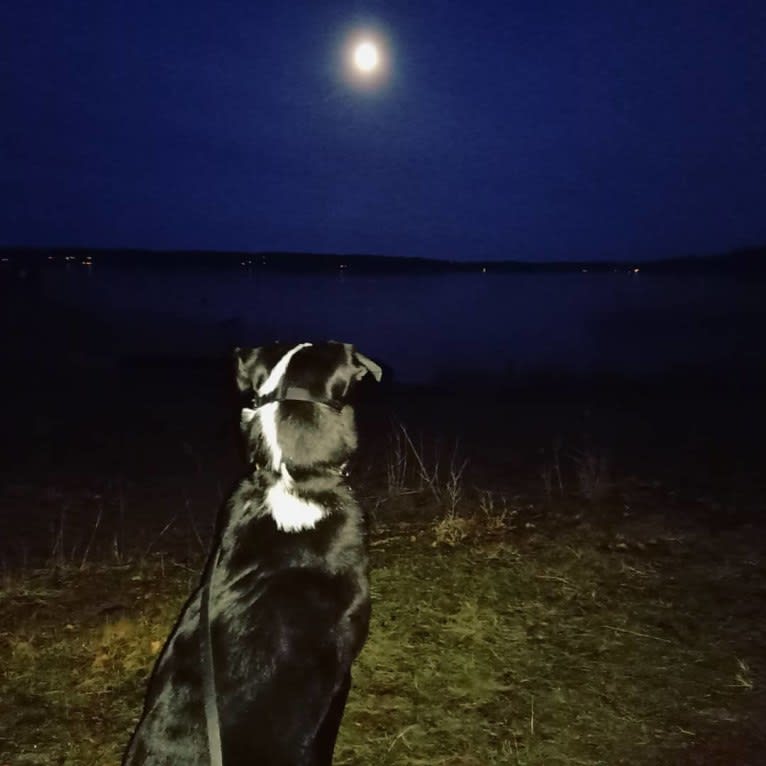 Whisky, an Australian Shepherd and Dalmatian mix tested with EmbarkVet.com