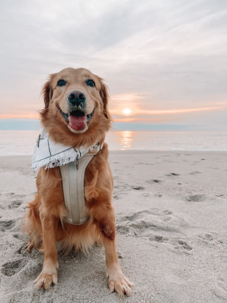 Marley, a Golden Retriever tested with EmbarkVet.com