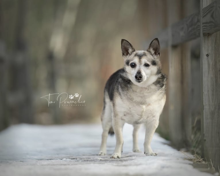 Midge, a Chihuahua and Australian Shepherd mix tested with EmbarkVet.com