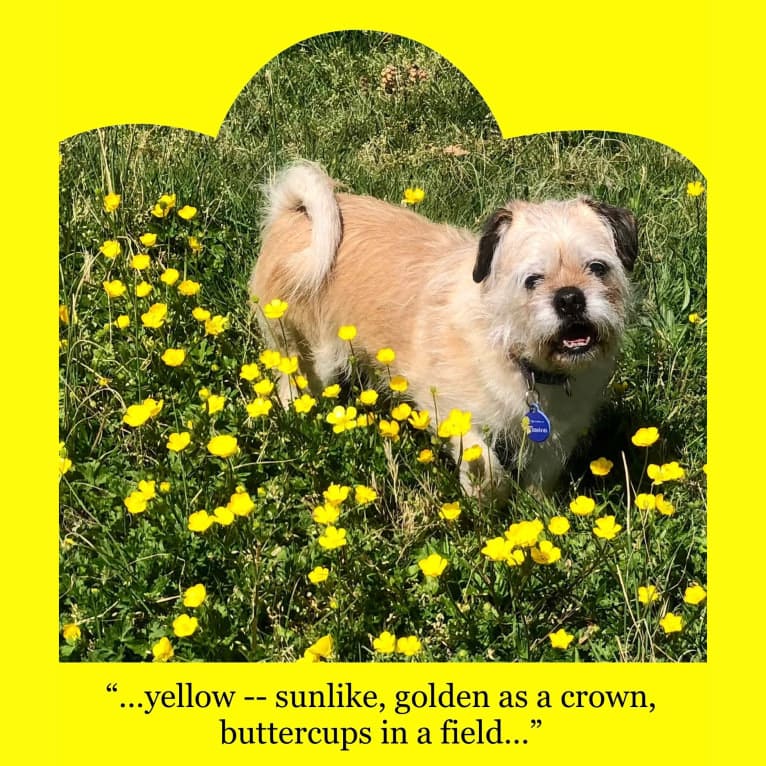 Winston, a Pugapoo tested with EmbarkVet.com