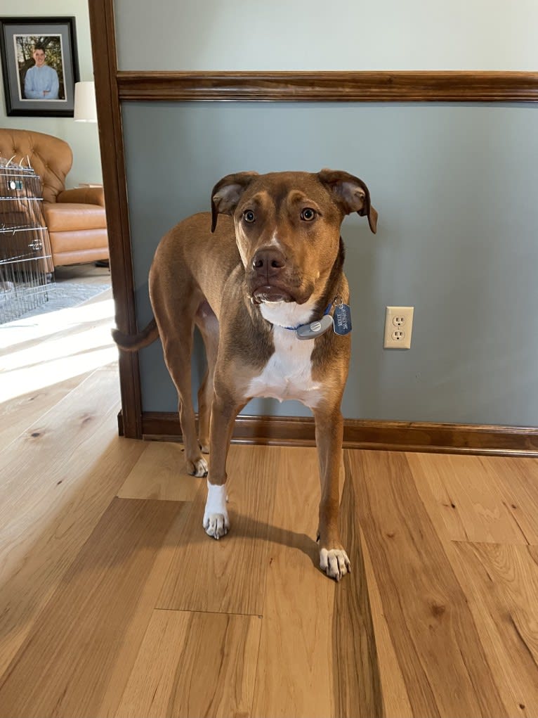 Molly, an American Pit Bull Terrier and American Bulldog mix tested with EmbarkVet.com