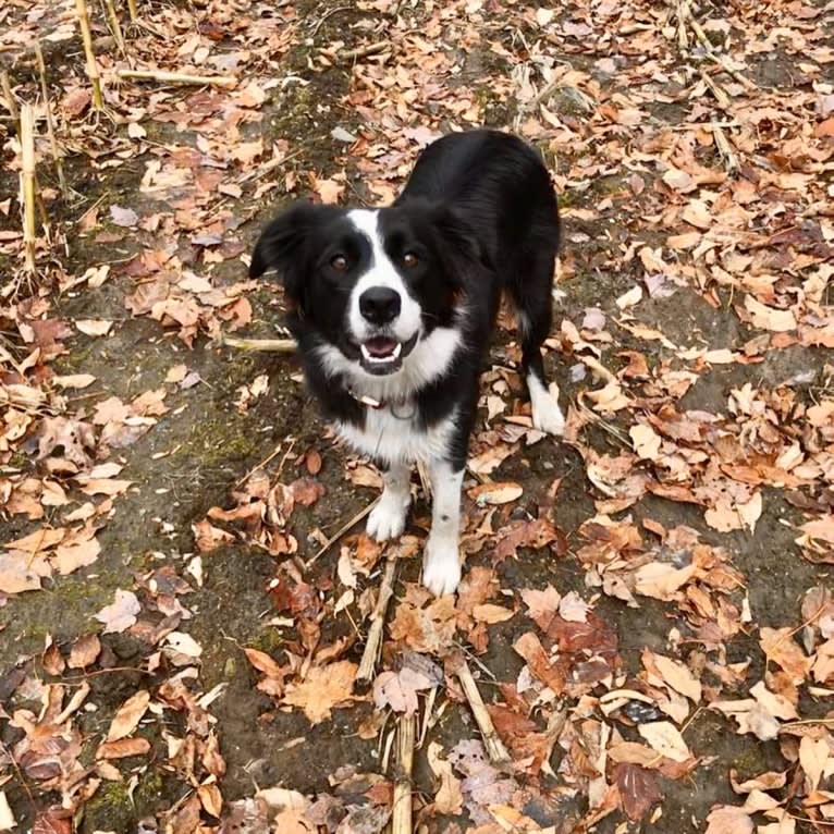 Phénix, a Border Collie and Boxer mix tested with EmbarkVet.com