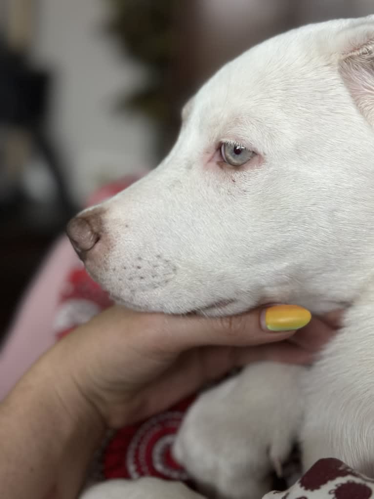 Mance, an American Pit Bull Terrier and German Shepherd Dog mix tested with EmbarkVet.com