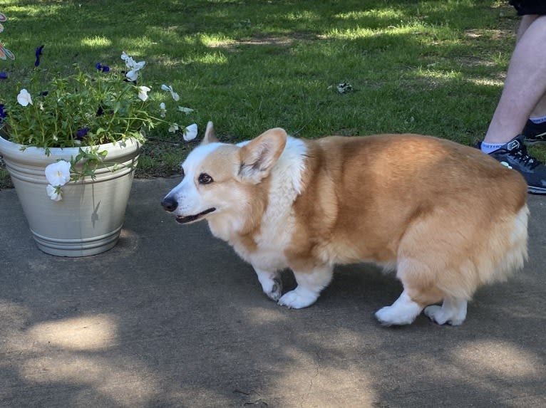 Clark, a Pembroke Welsh Corgi tested with EmbarkVet.com