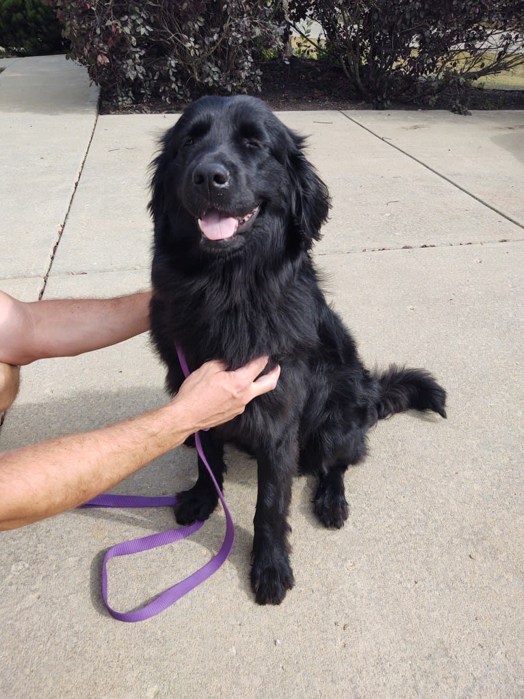 Molly, a Newfoundland tested with EmbarkVet.com