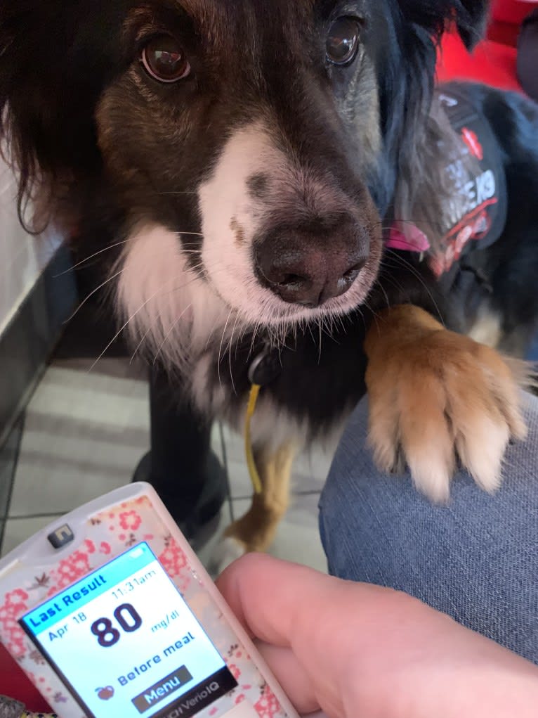 Jeter Brolinn, an Australian Shepherd tested with EmbarkVet.com