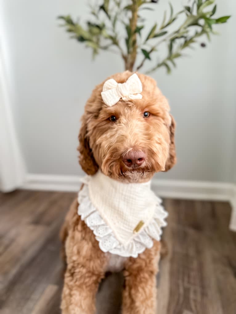 Aspyn, a Goldendoodle tested with EmbarkVet.com