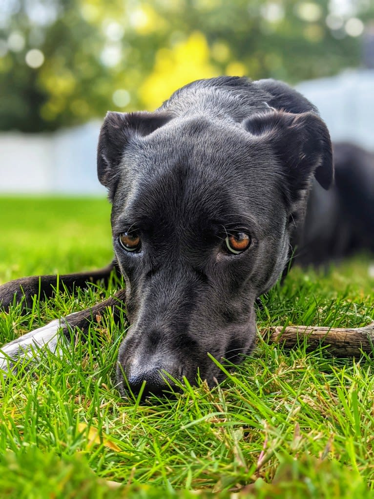 Kopa, an Australian Shepherd and American Pit Bull Terrier mix tested with EmbarkVet.com