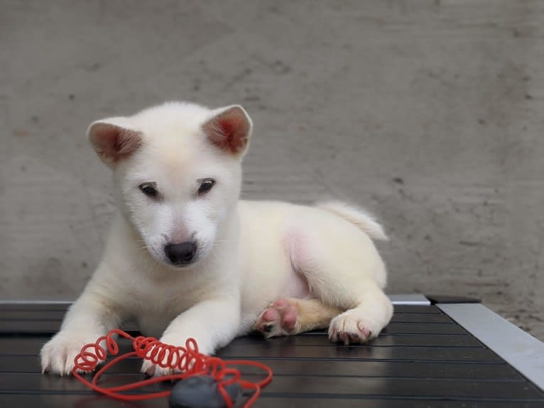 Ume, a Kishu Ken tested with EmbarkVet.com