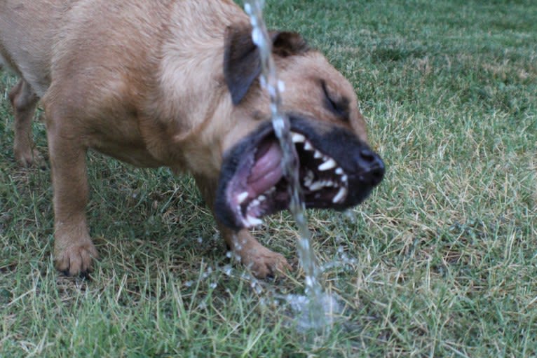 Cody, a Basset Hound and Australian Cattle Dog mix tested with EmbarkVet.com