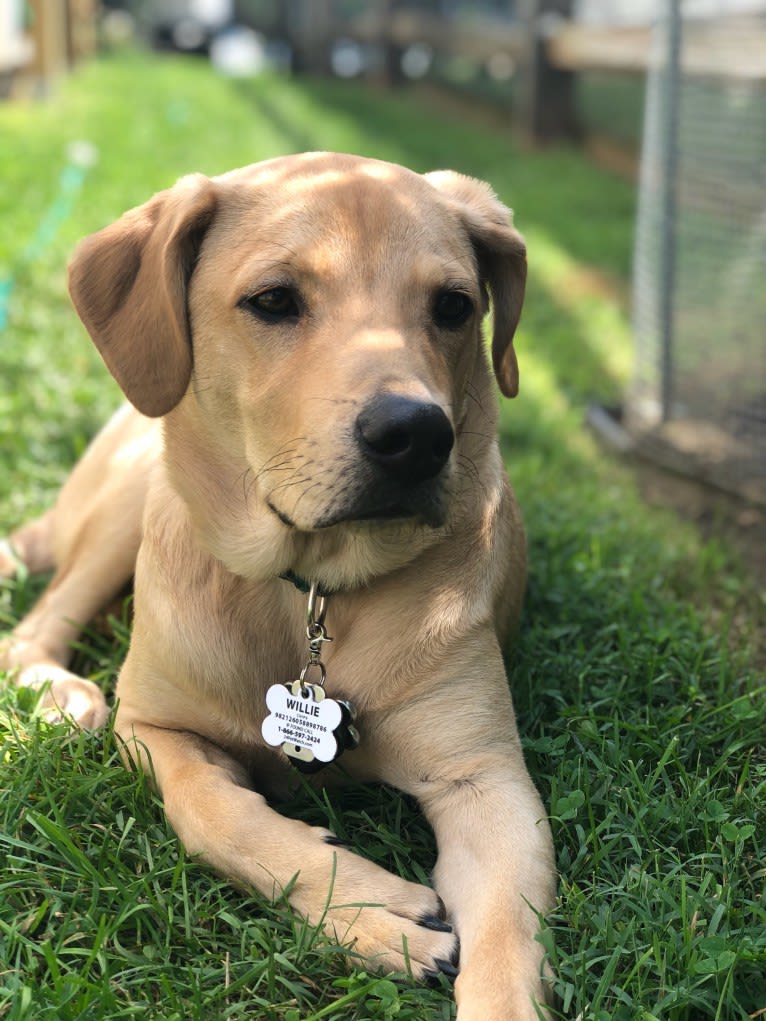 Willie Kirsch, a Labrador Retriever and American Pit Bull Terrier mix tested with EmbarkVet.com