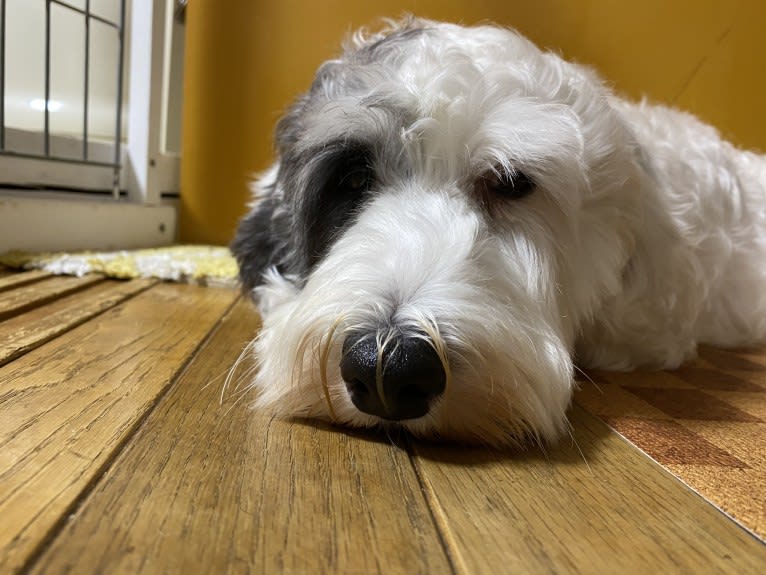 Besunny, a Sealyham Terrier tested with EmbarkVet.com